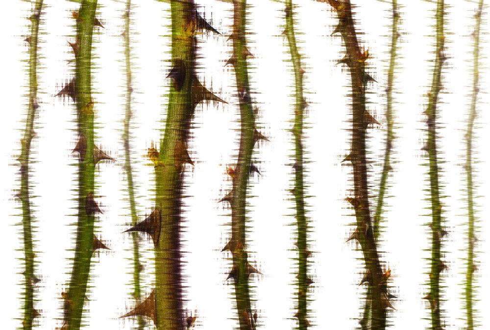 Atelier 47 - Blurred Thorns digital print AS Creation Green   117865