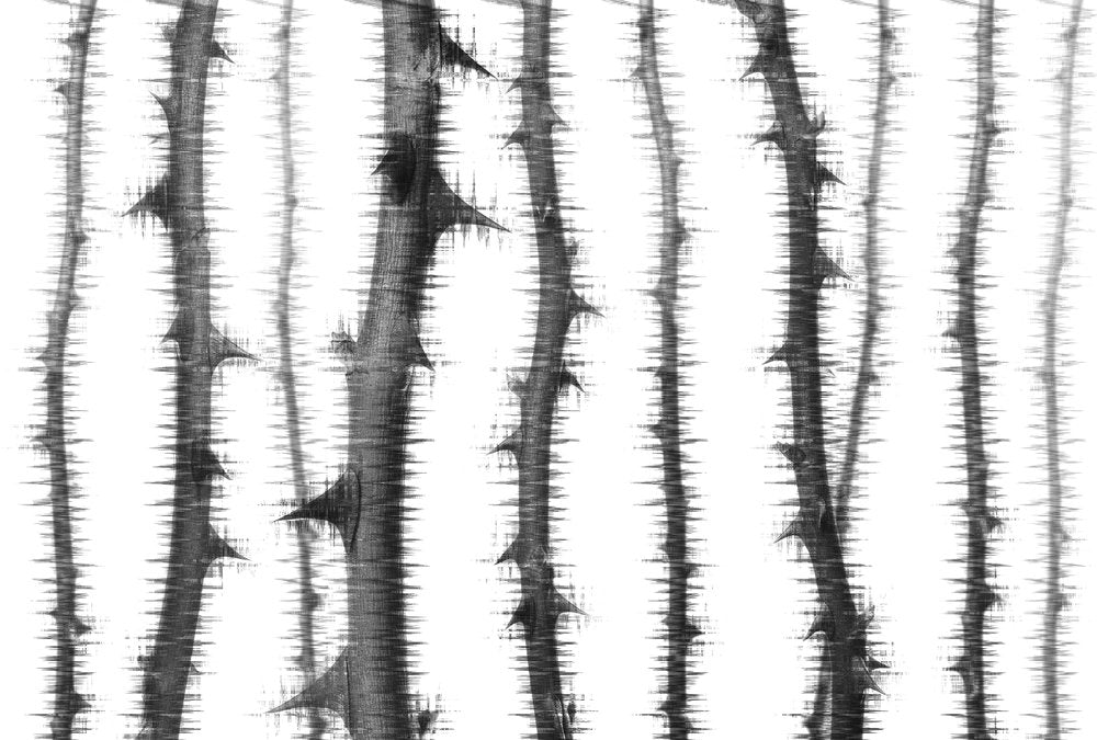 Atelier 47 - Blurred Thorns digital print AS Creation Grey   117870