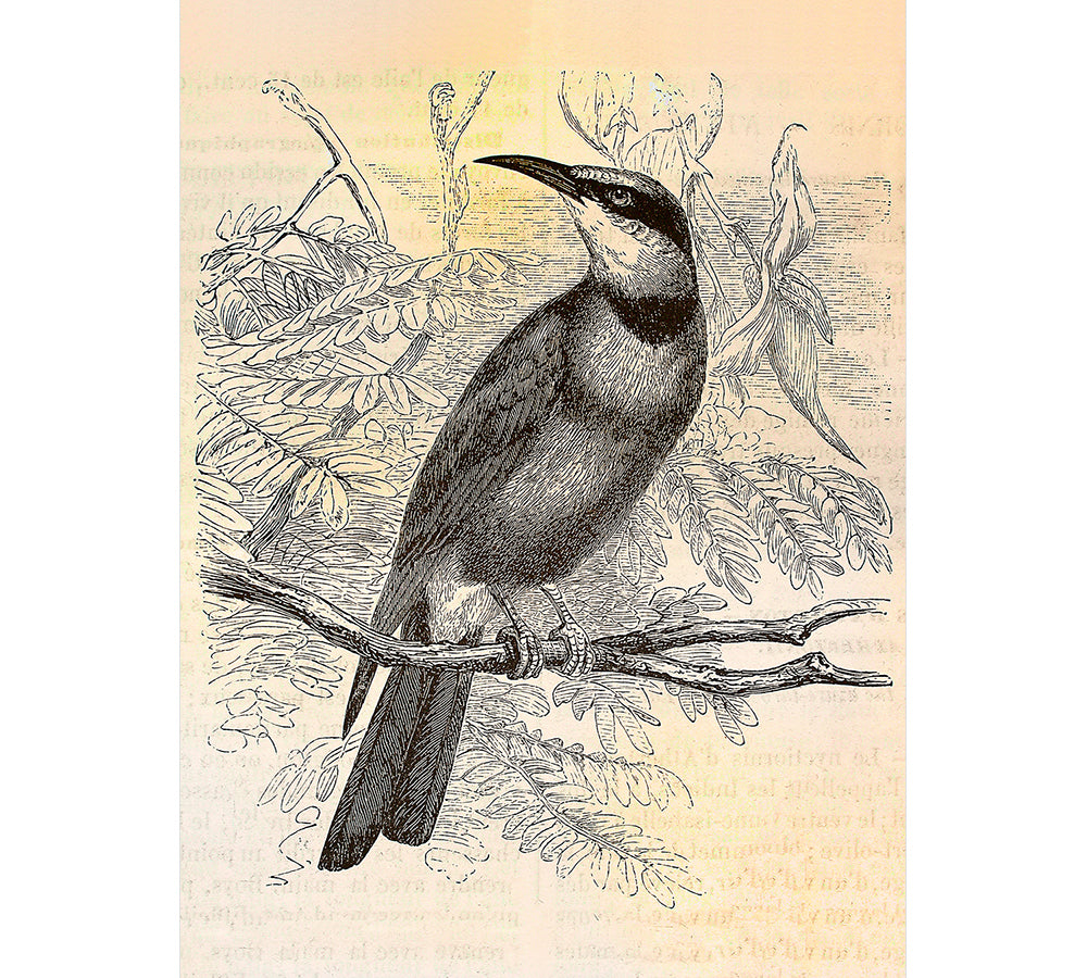 Walls By Patel - Vintage Birds digital print AS Creation Awaiting   110436