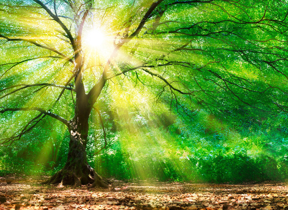 Design Walls - Forest Light digital print AS Creation    