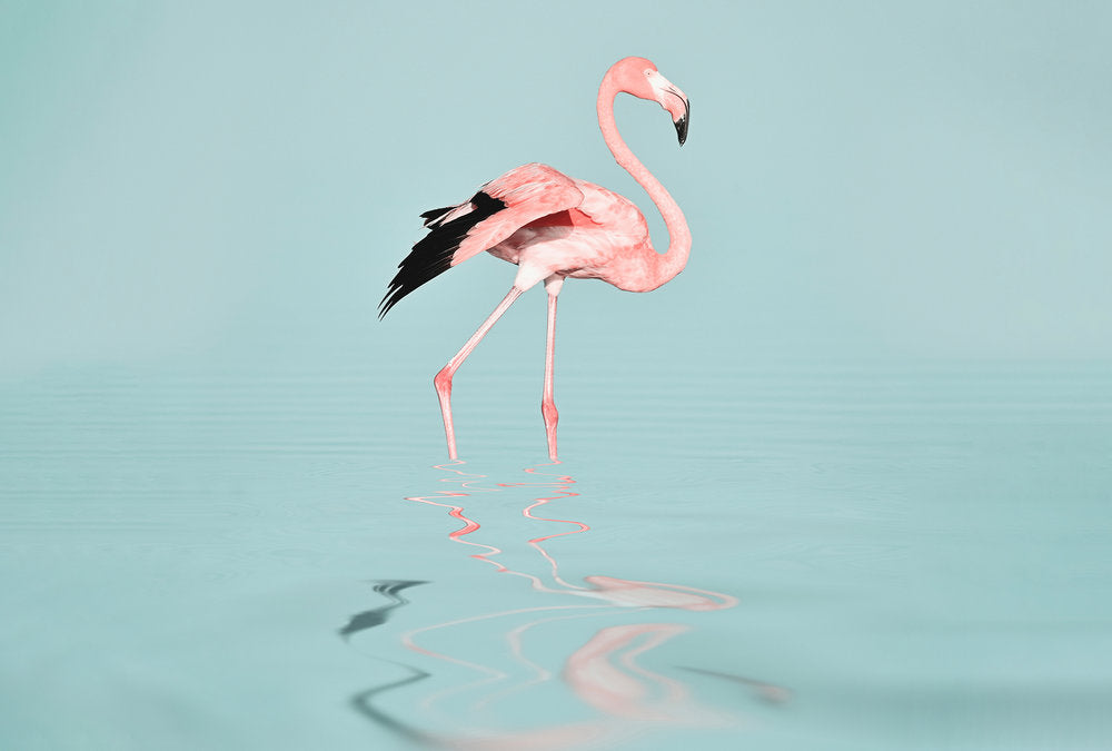 ARTist - Flamingo Water digital print AS Creation Pink   119777