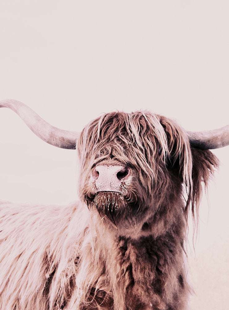 ARTist - Highland Cattle 1 digital print AS Creation Beige   119821