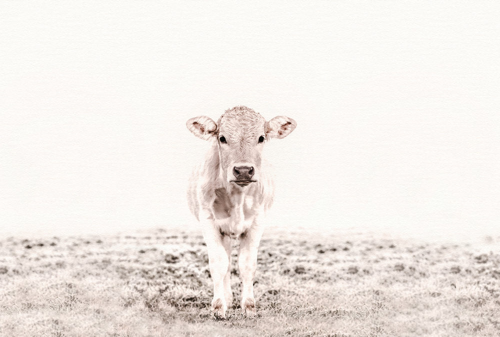 ARTist - Highland Cattle 3 digital print AS Creation White   119833