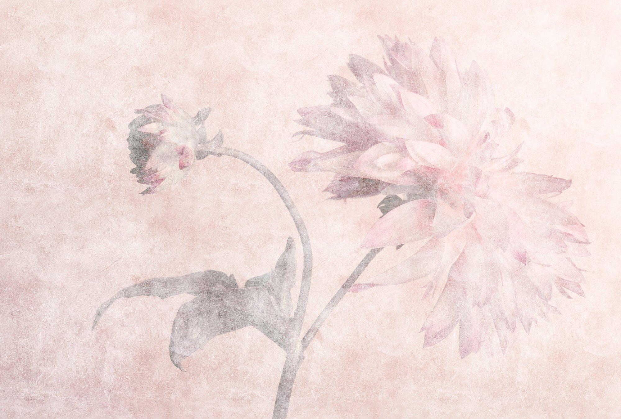 Walls by Patel 3 - Morning Room Dahlia digital print AS Creation Pink   DD122392
