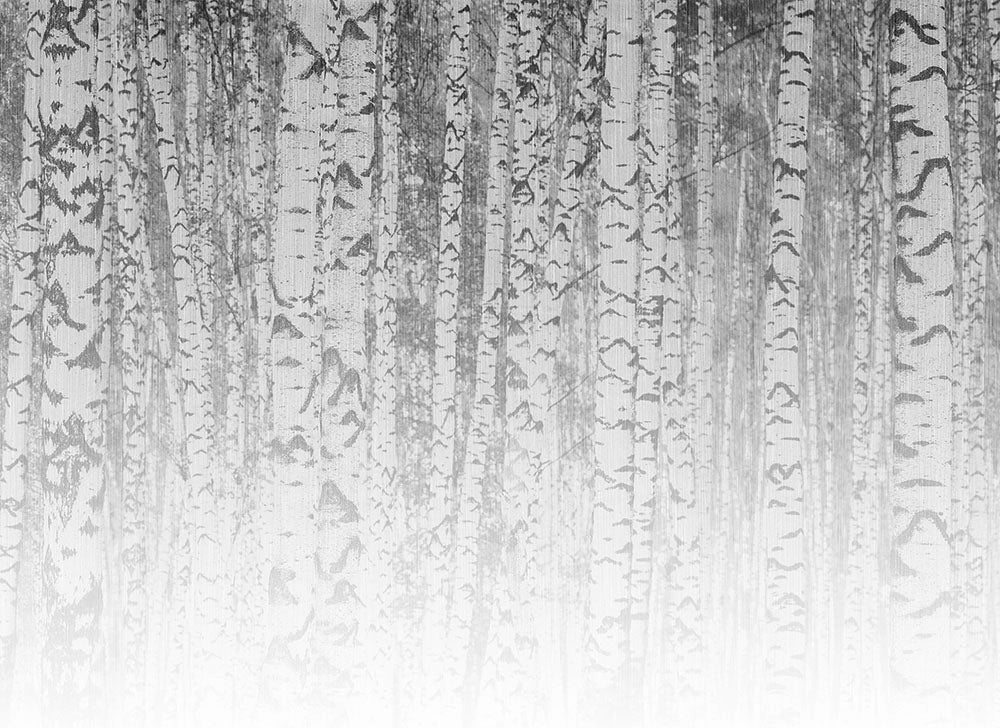 Designwalls 2 - Birch Forest digital print AS Creation Grey   DD123527